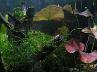 /album/i-miei-acquari/dscn8786okokmrid-mm-c-jpg/